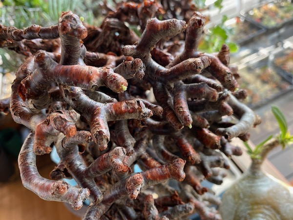 特大ペラルゴニウム ミラビレ 発根管理2 | 塊根植物・コーディックス