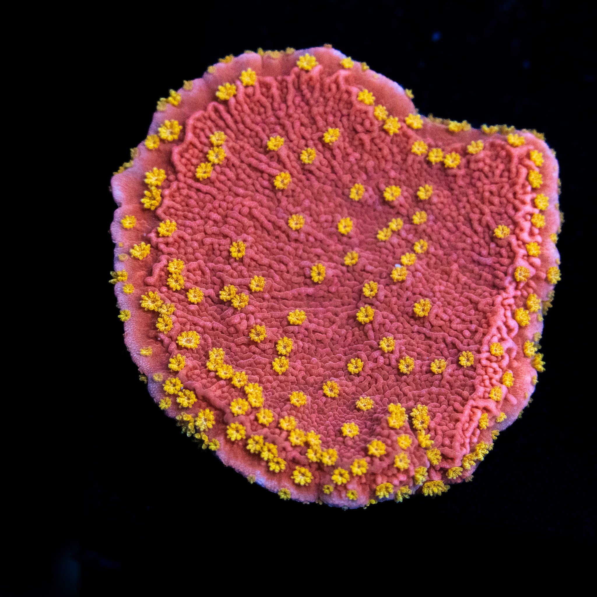 StarburstMonti.jpg?v=