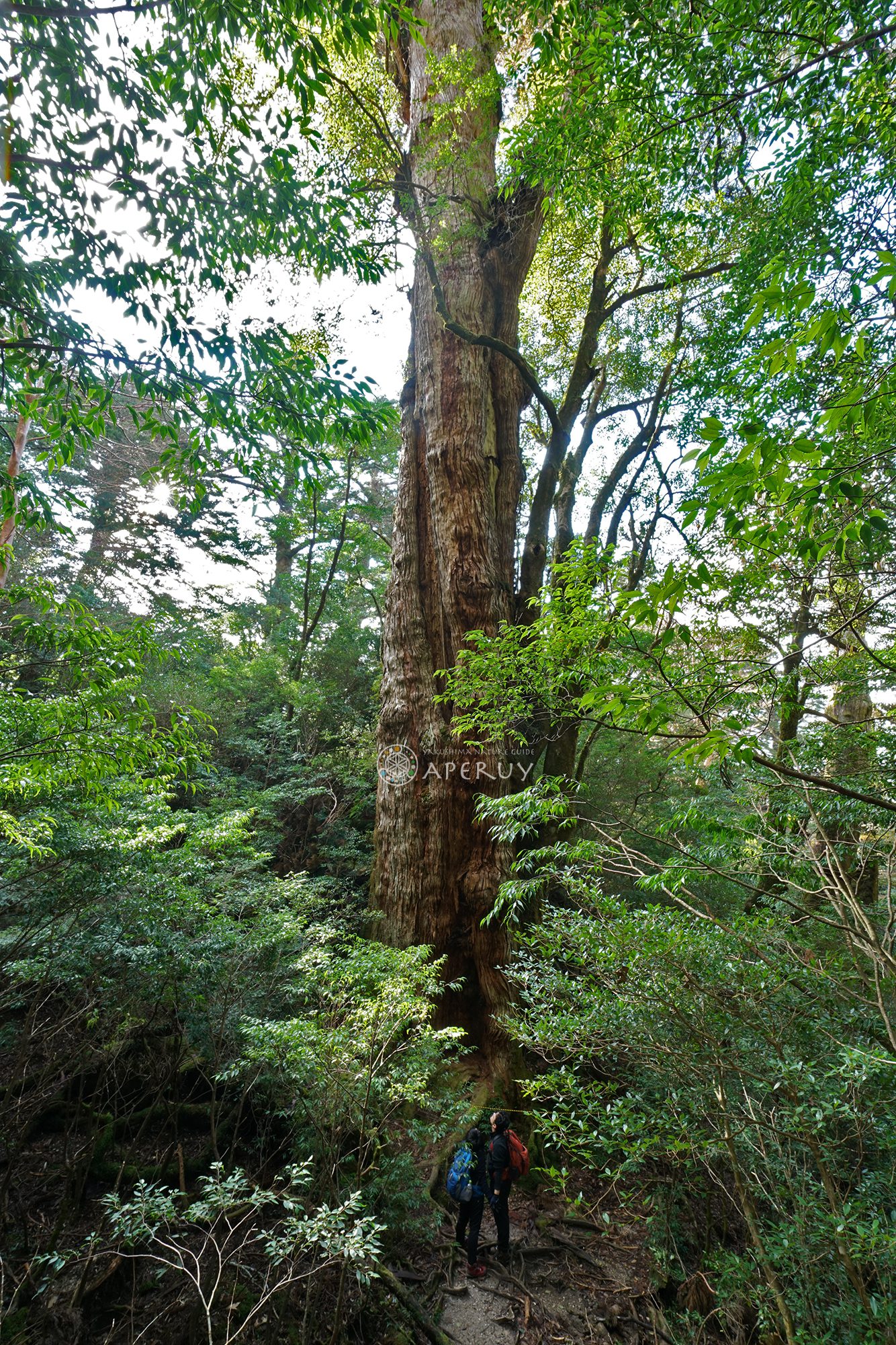 スーパーロング大和杉 – aperuy