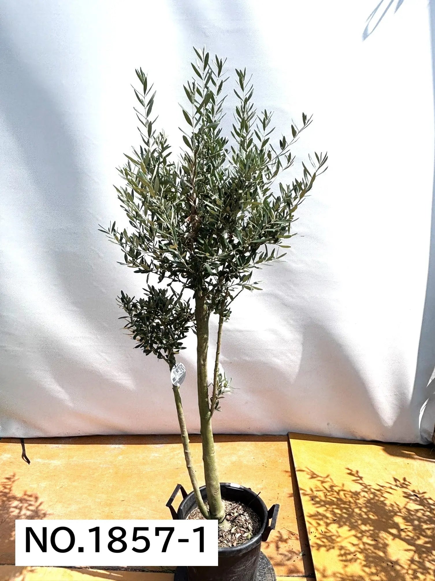 NEWシプレシーノ（オリーブの木）｜大型商品｜NO.1857｜約190cm｜人気