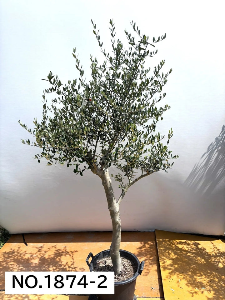 1874_2_720x.jpg?v=1753117284