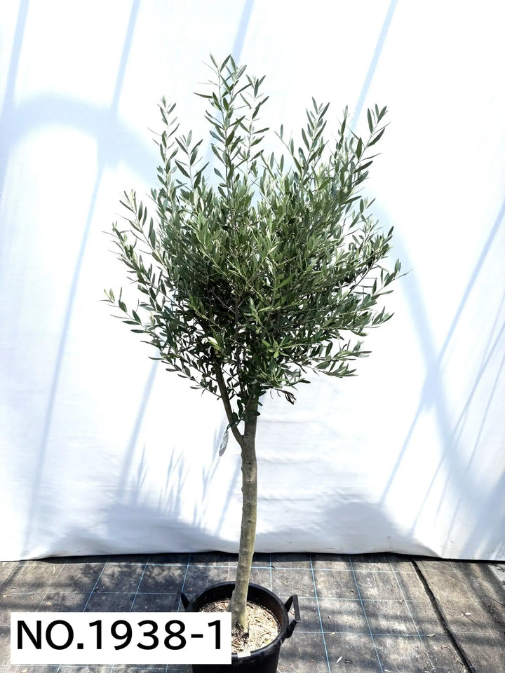 NEWシプレシーノ（オリーブの木）｜大型商品｜NO.1938｜約200cm｜人気