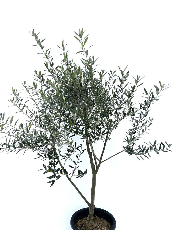 ミッション Lサイズ 約150cm NO.10208 オリーブの木 - 株式会社鶴亀園