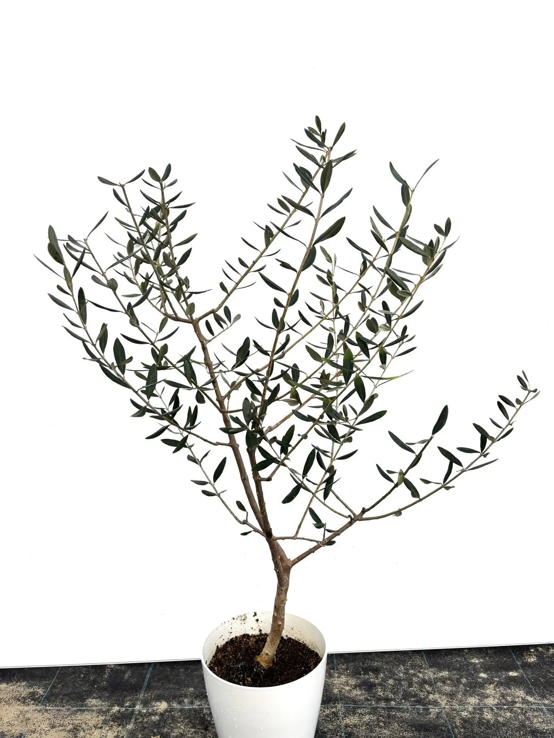 希少・自家受粉】オークラン（オリーブの木）〈開帳型〉｜110cm｜S