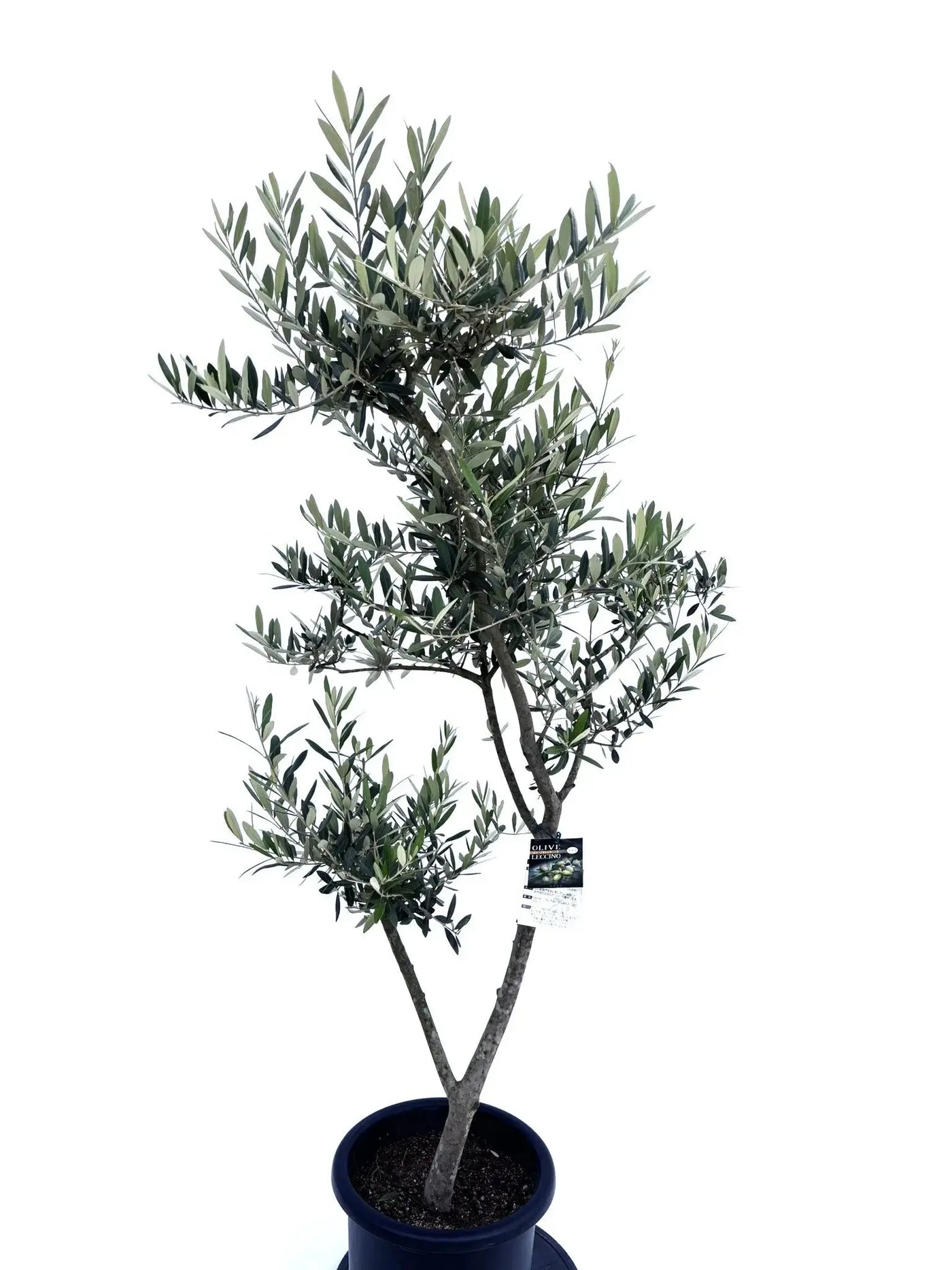 レッチーノ Lサイズ 約160cm 10409 オリーブの木 - 株式会社鶴亀園