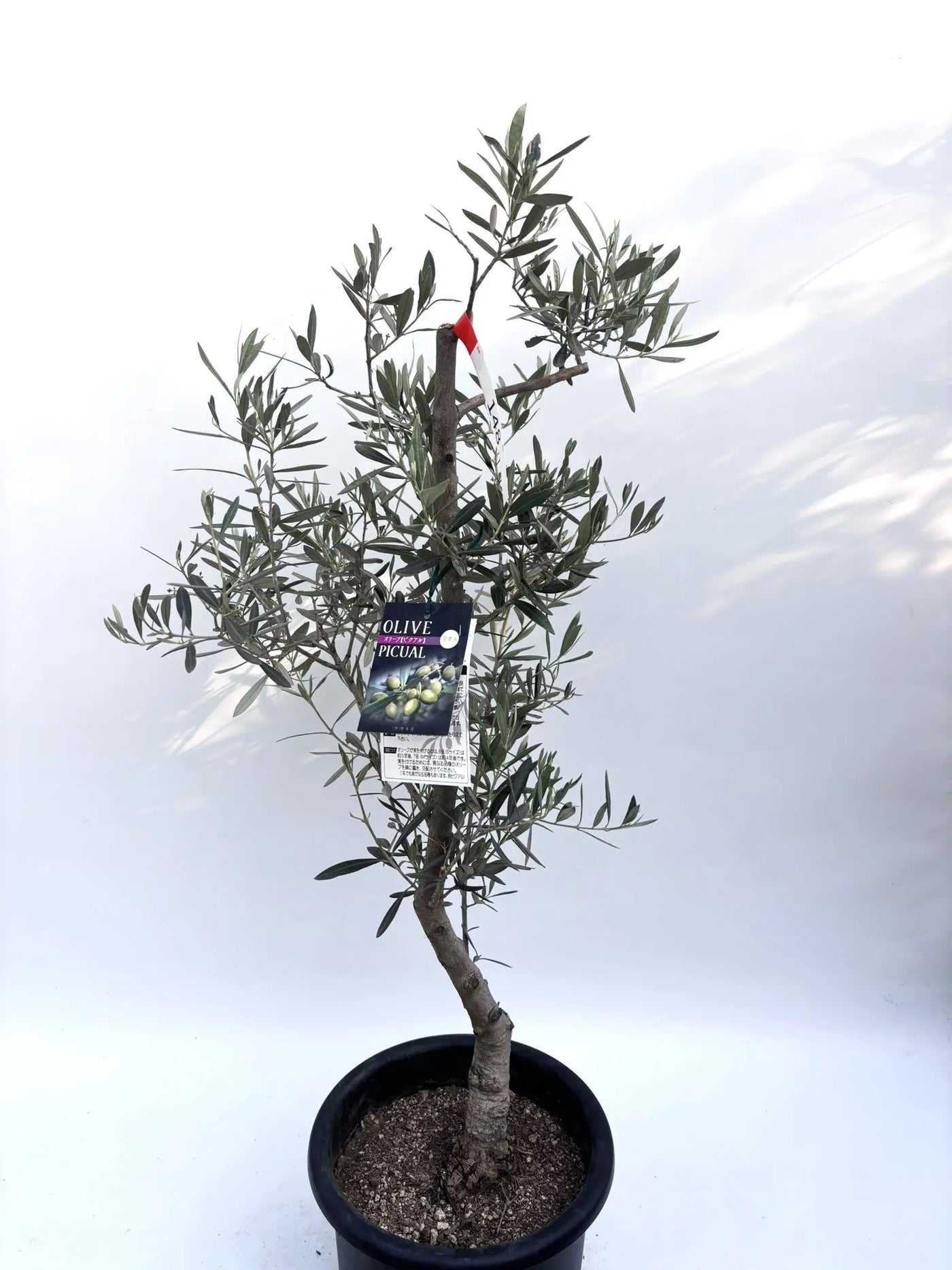 ピクアル Mサイズ 約100cm K-148 オリーブの木 人気品種 - 株式会社鶴亀