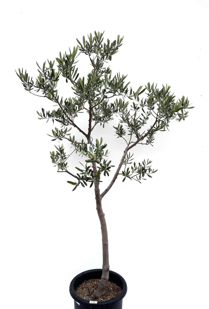 希少】タラスコア（オリーブの木）〈観葉植物〉｜約160cm｜Lサイズ｜K