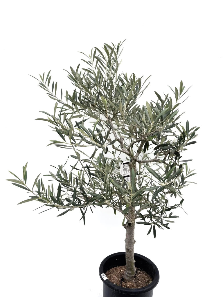 ブラックイタリアン Mサイズ 約130cm K-99 オリーブの木 希少品種