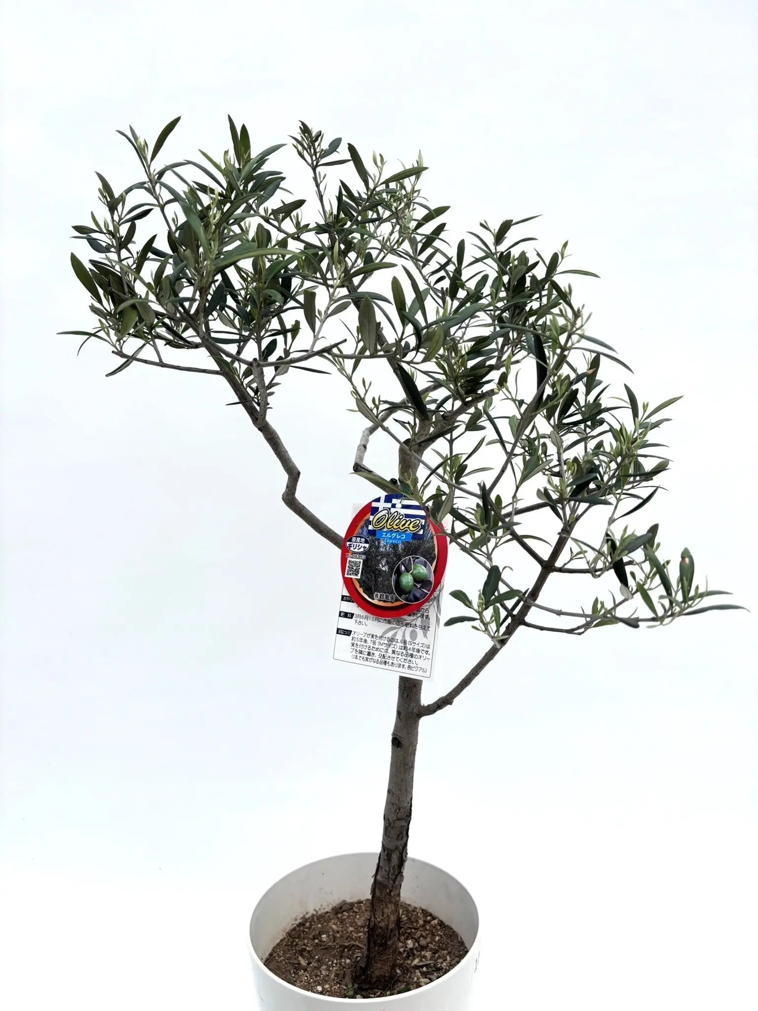 人気・直立型・室内OK】エルグレコ（オリーブの木）〈開帳型〉｜90cm