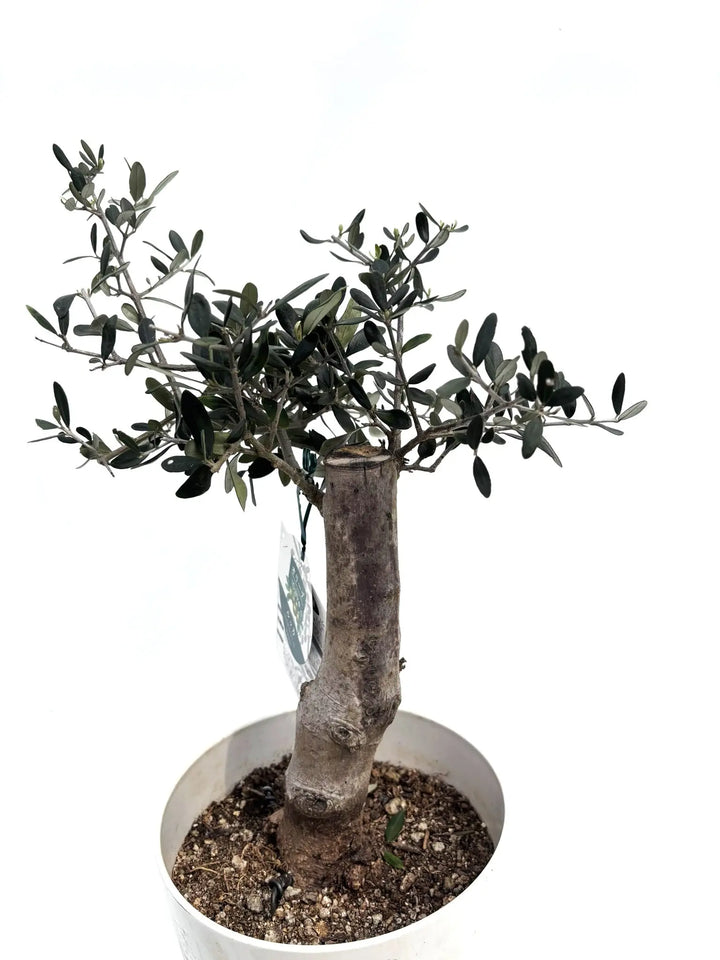 ルッカ Sサイズ 約60cm K-115 オリーブの木 古木 - 株式会社鶴亀園