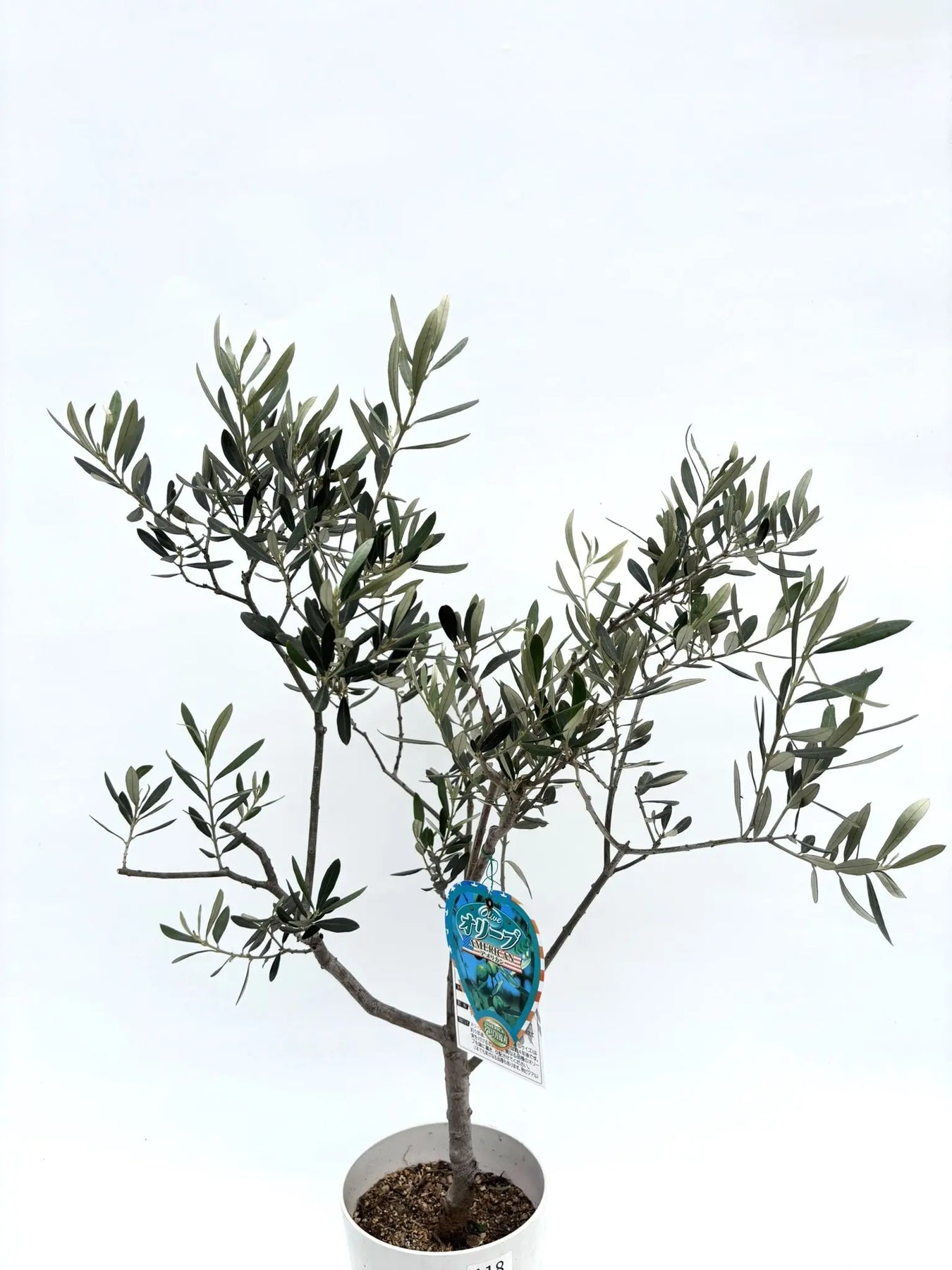 アメリカン XSサイズ 約80cm K-118 オリーブの木 希少品種 - 株式会社