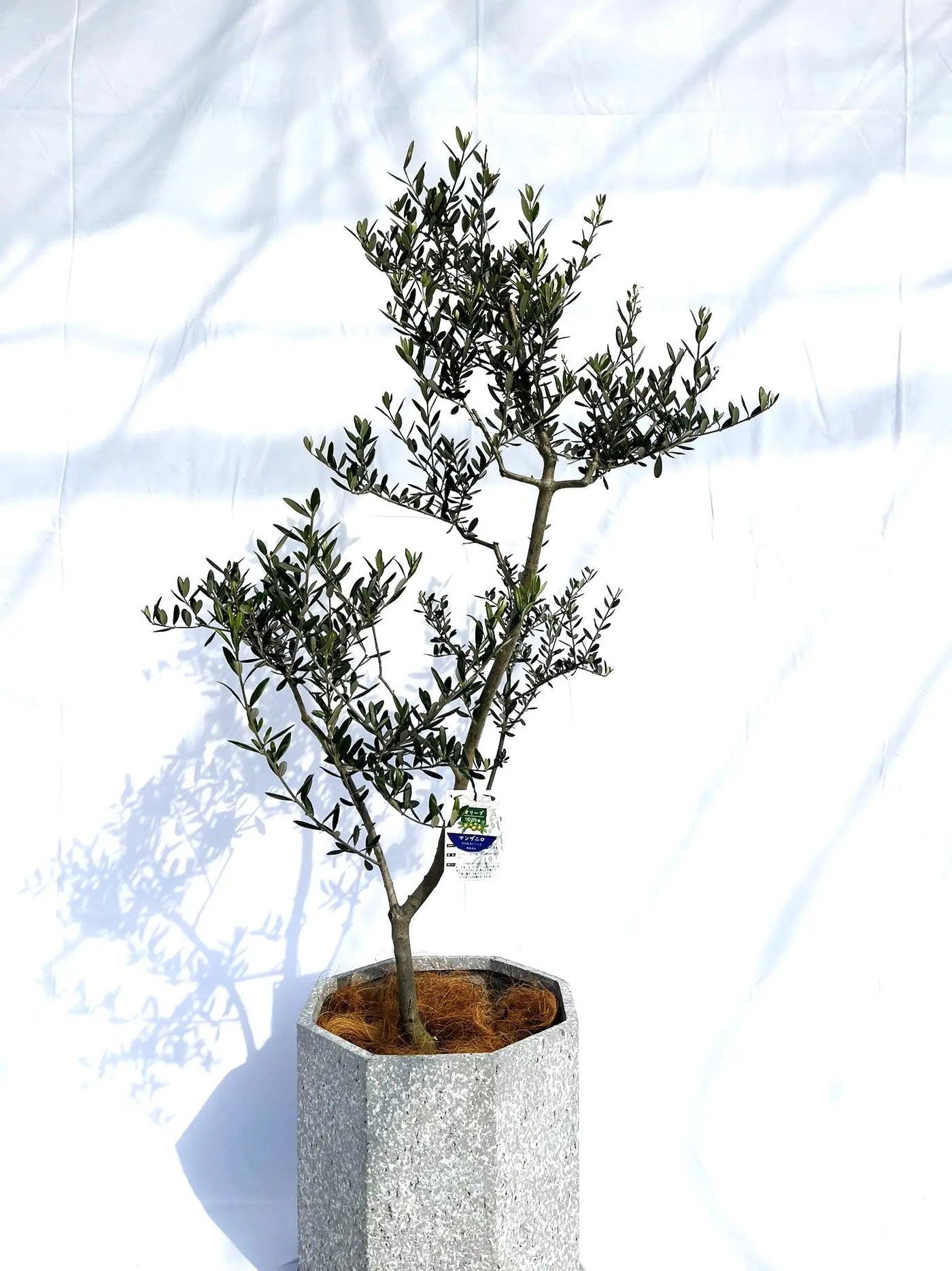 マンザニロ Lサイズ 約150cm NO.10142 オリーブの木 - 株式会社鶴亀園