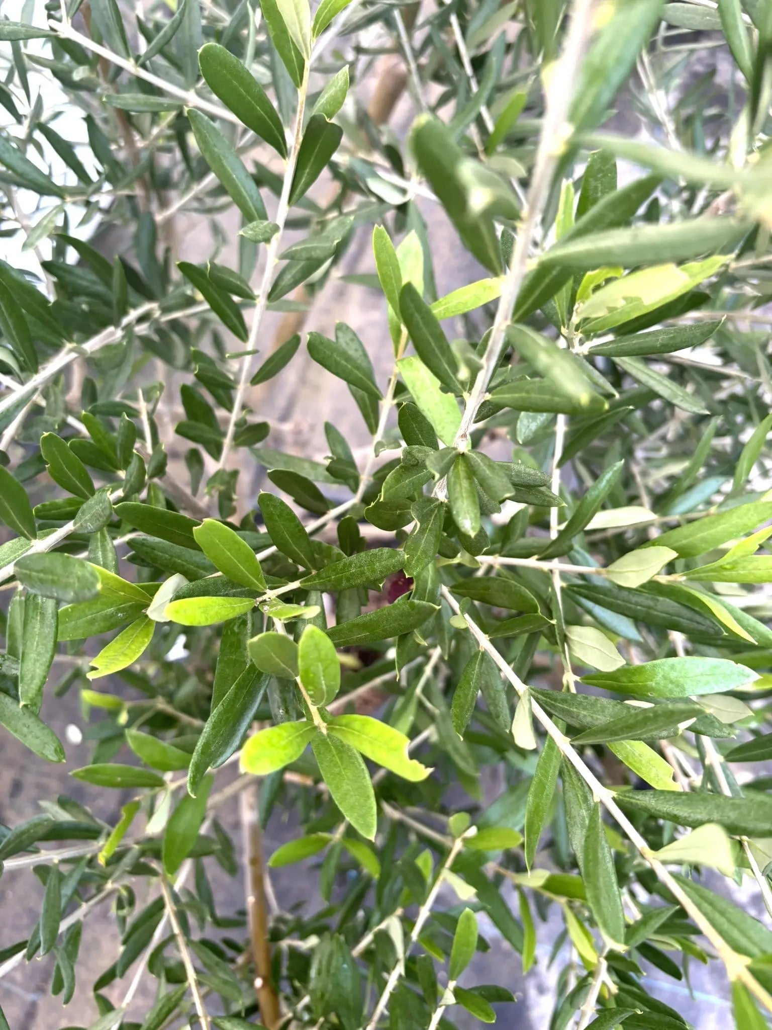 コラチナ Lサイズ 約130cm K-60 オリーブの木 - 株式会社鶴亀園