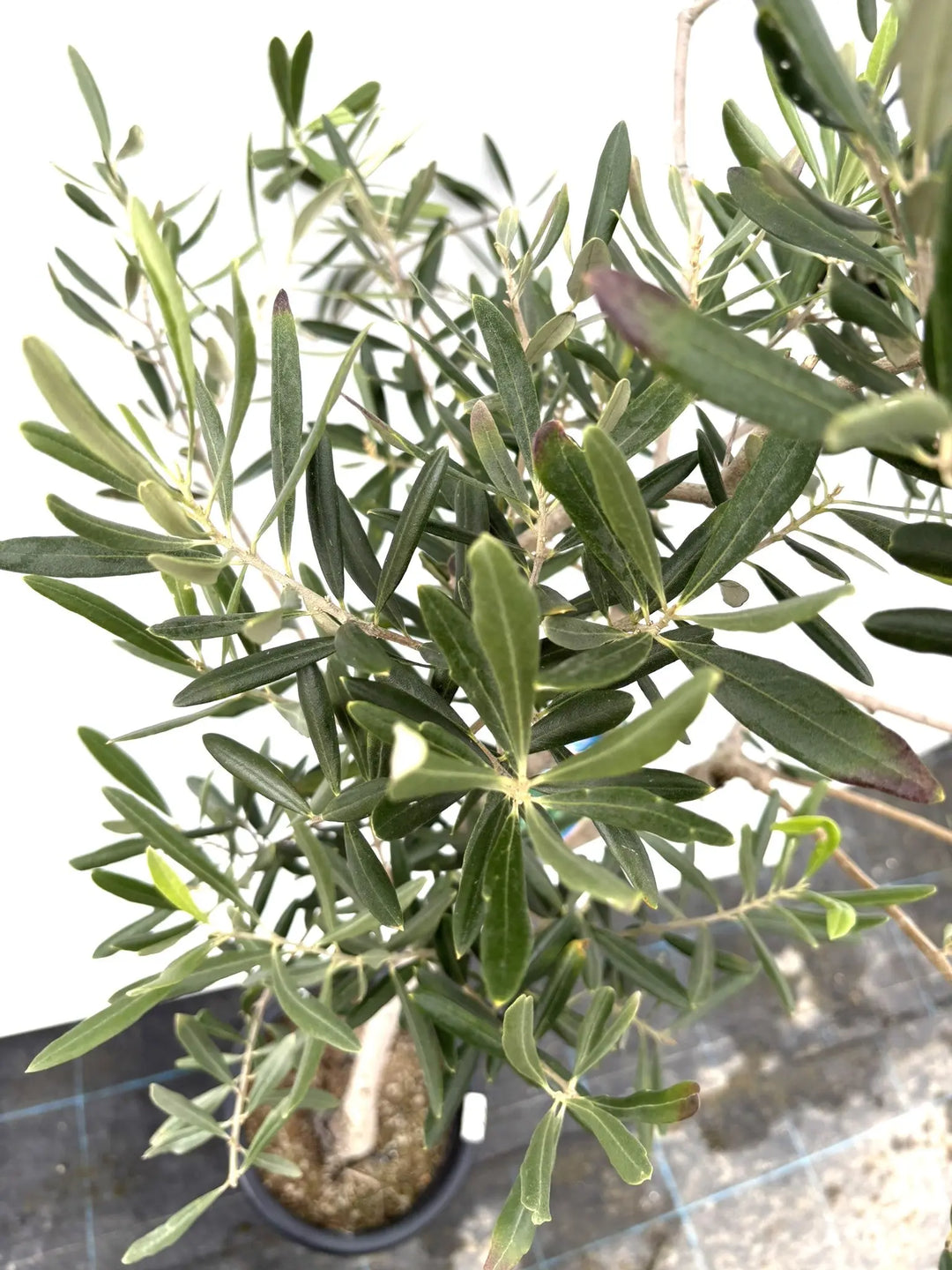 希少・直立型】ブラックイタリアン（オリーブの木）〈オイル向き