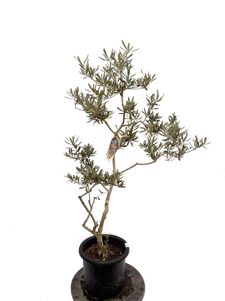 NEWデルモロッコ（オリーブの木）｜Mサイズ｜K-323｜約120cm｜希少