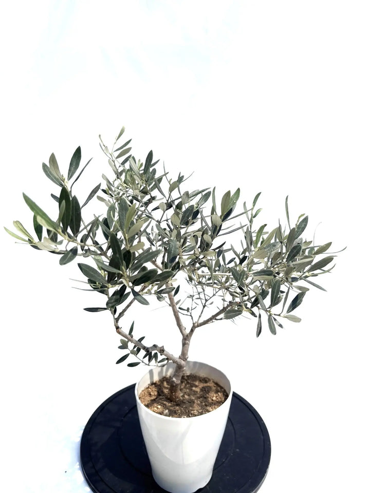 アメリカン XSサイズ 約60cm NO.10503 オリーブの木 希少品種 - 株式