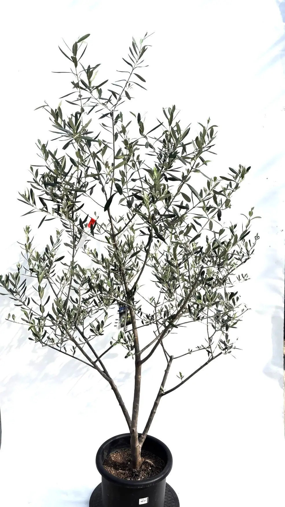 寒さに強い・開帳型】コレッジョラ（オリーブの木）〈病害虫に強い
