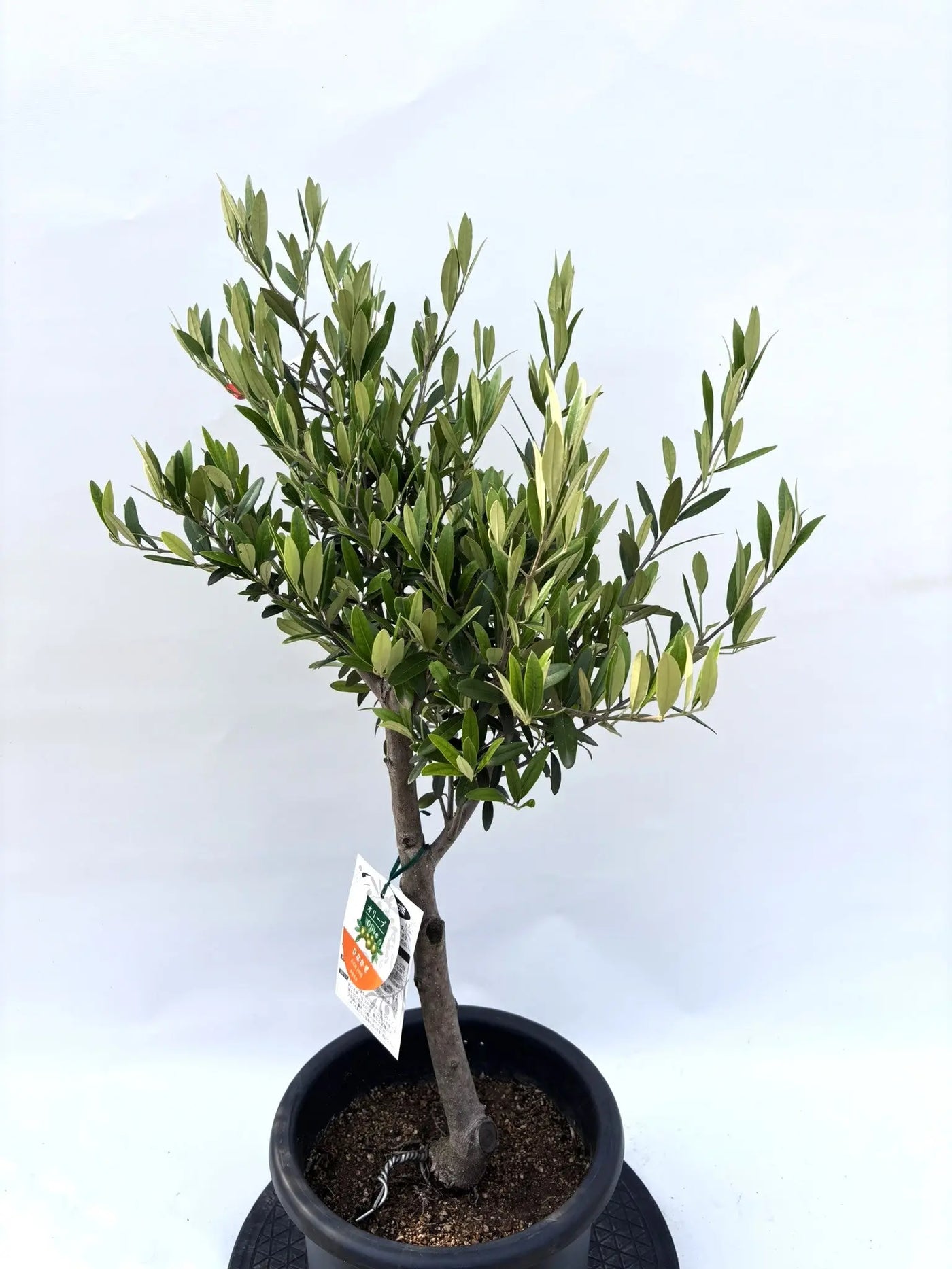 初心者向き・直立型】ひなかぜ（オリーブの木）〈目隠し〉｜90cm｜M