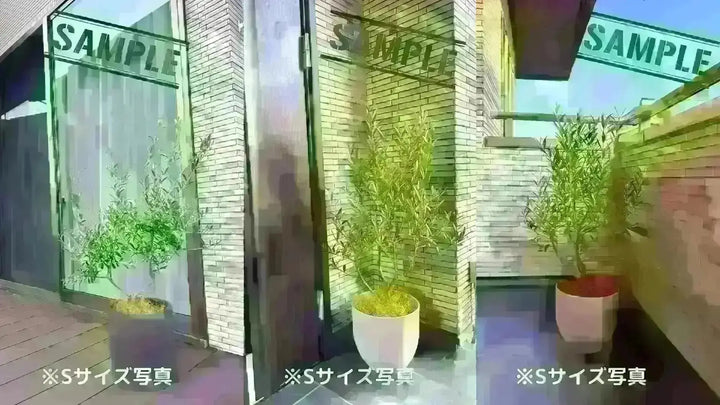 ホジブランコ Lサイズ 約70cm K-84 オリーブの木 古木 - 株式会社鶴亀園