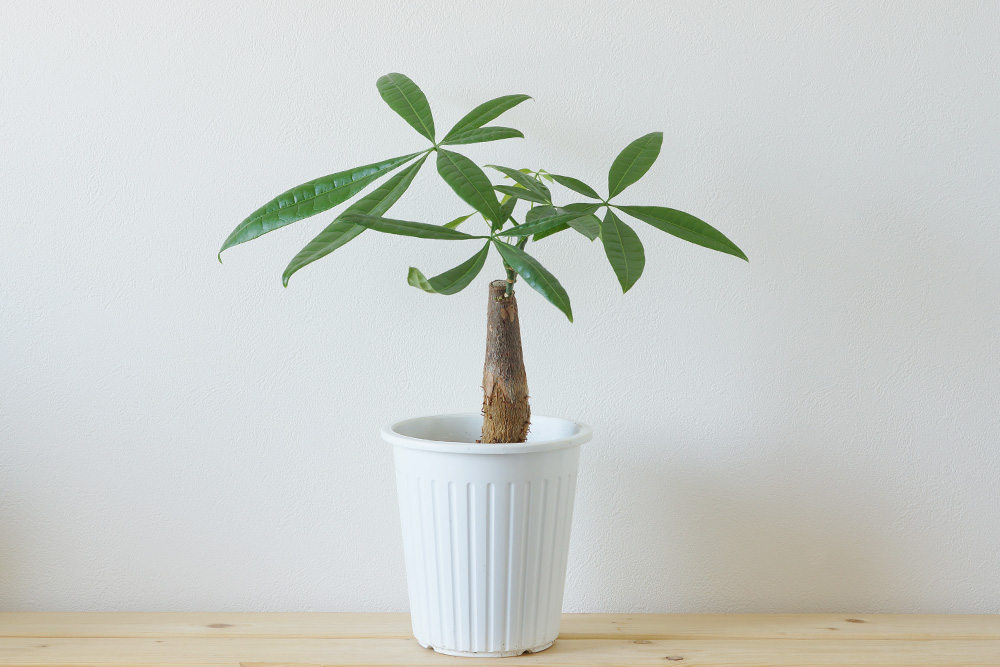 生気がみなぎるパキラ | ウチデグリーン | UCHI de GREEN