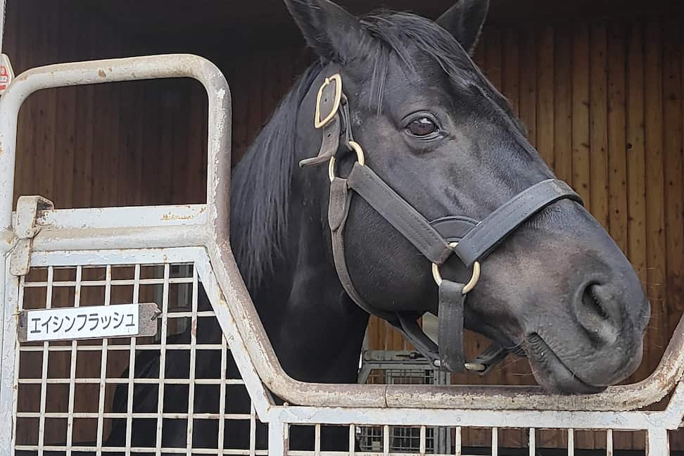 日本ダービー馬エイシンフラッシュが種牡馬を引退し、功労馬として