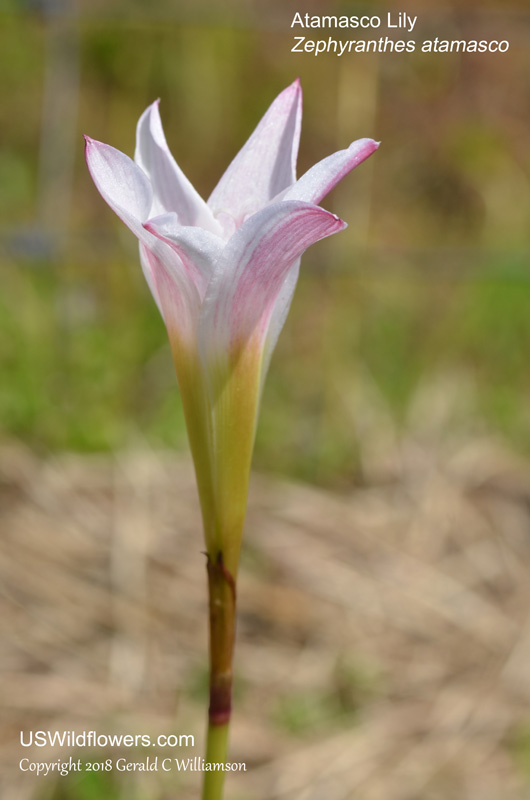 US Wildflower - Atamasco Lily, Rain Lily, Easter-lily, Naked Lady