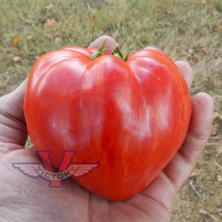 Dwarf Stony Brook Heart Tomato - Victory Seed Company