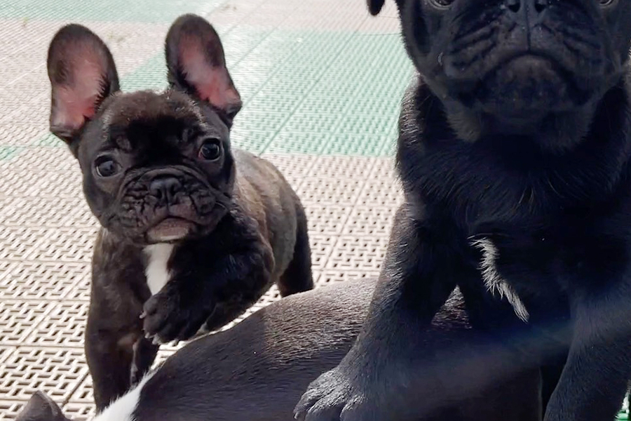 FR20230813pp【フレンチブルドッグ】詳細｜WANLINE