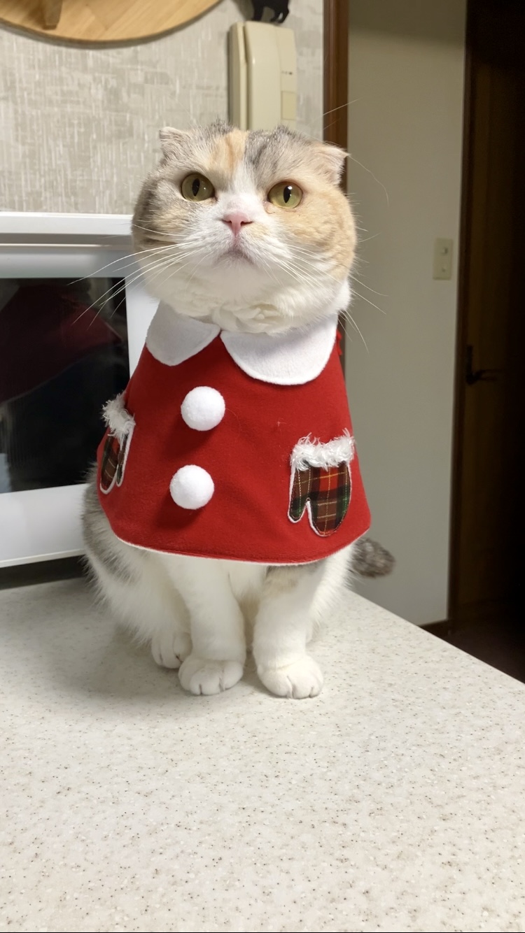 アメリカンショートヘア もこちゃん | 猫用品専門店ゴロにゃん お客様