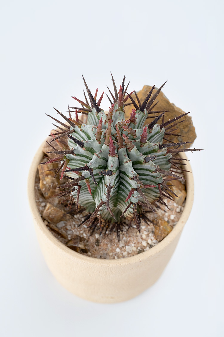 PLANTS&POT：宇田ゼブラホリダ × copiapoa pot {ho061201}｜copiapoa