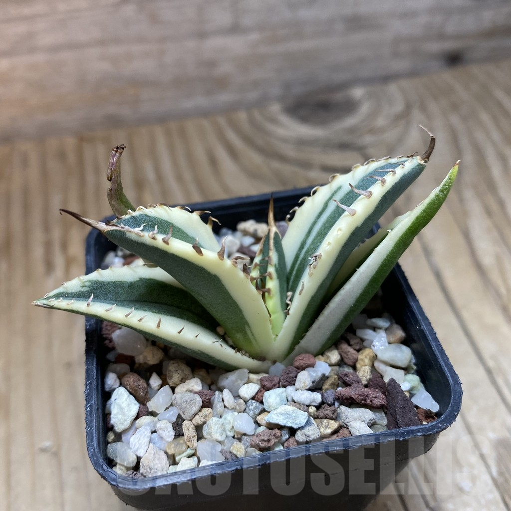 SH14716 Agave titanota f. variegata 'Snaggle Tooth' – Cactus-online