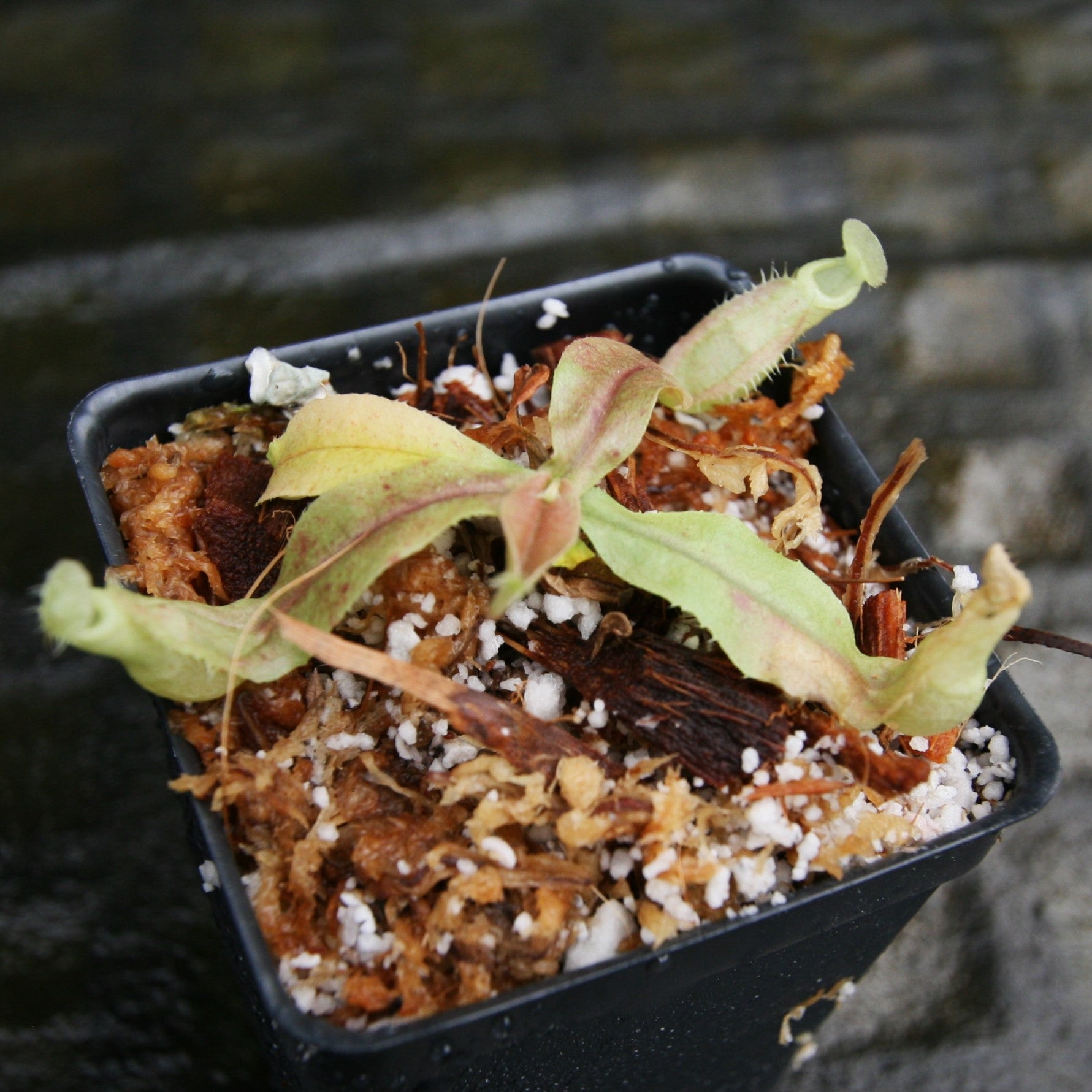 Nepenthes rafflesiana Leilani x Viking, CAR-0295 – Carnivero