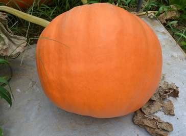 【dengon】ハロウィンかぼちゃ　本物 送料無料 限定3個 ハロウィン用本物 おばけ カボチャ Mサイズ(直径 約