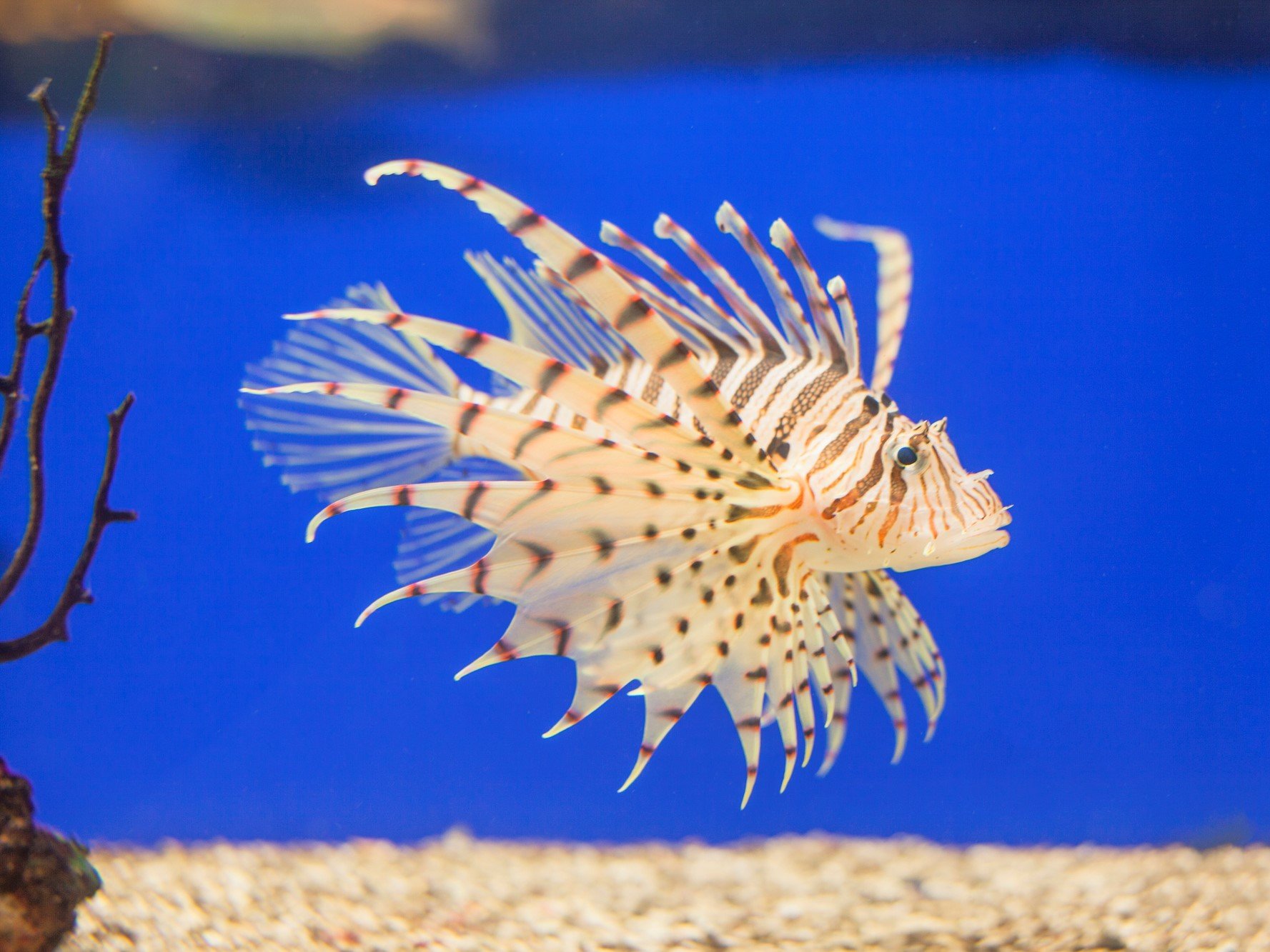 ミノカサゴの特徴・見分け方 ｜ 写真から探せる魚図鑑