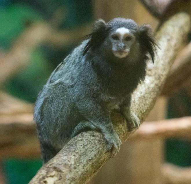 千葉市：千葉市動物公園 クロミミマーモセット
