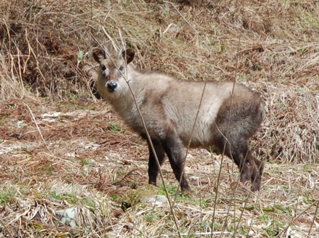 ニホンカモシカ」をみかけたら｜花巻市