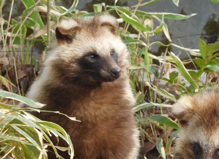 タヌキの見分け方、教えます。（2024年5月5日）｜八木山動物公園
