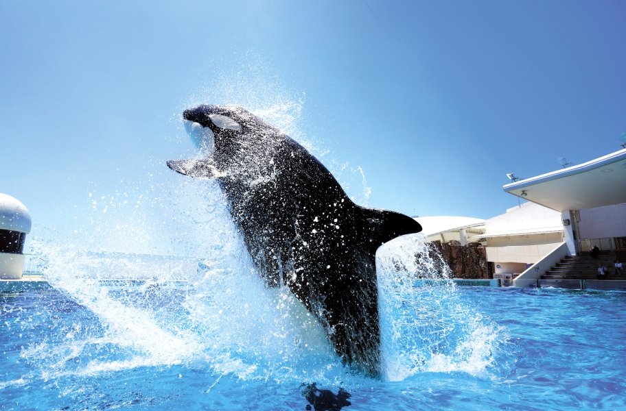 千葉・南房総で大迫力のシャチに出会う【鴨川シーワールド】｜*and