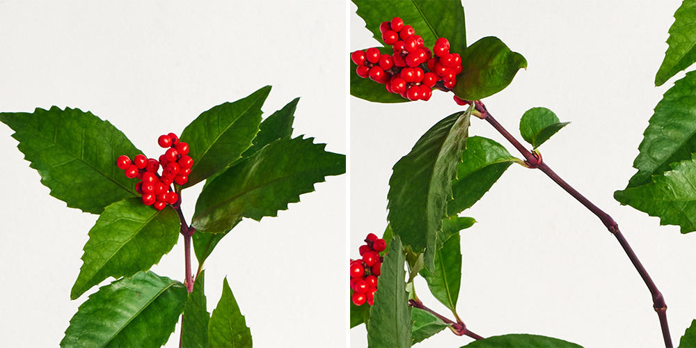 花・フラワーギフトなら青山フラワーマーケット | コラム-花が少ない冬