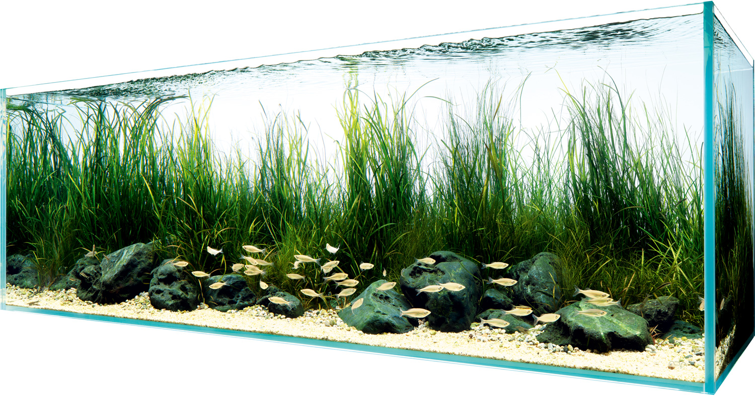 ネイチャーアクアリウム クロニクル 2016-2021 | AQUA DESIGN AMANO