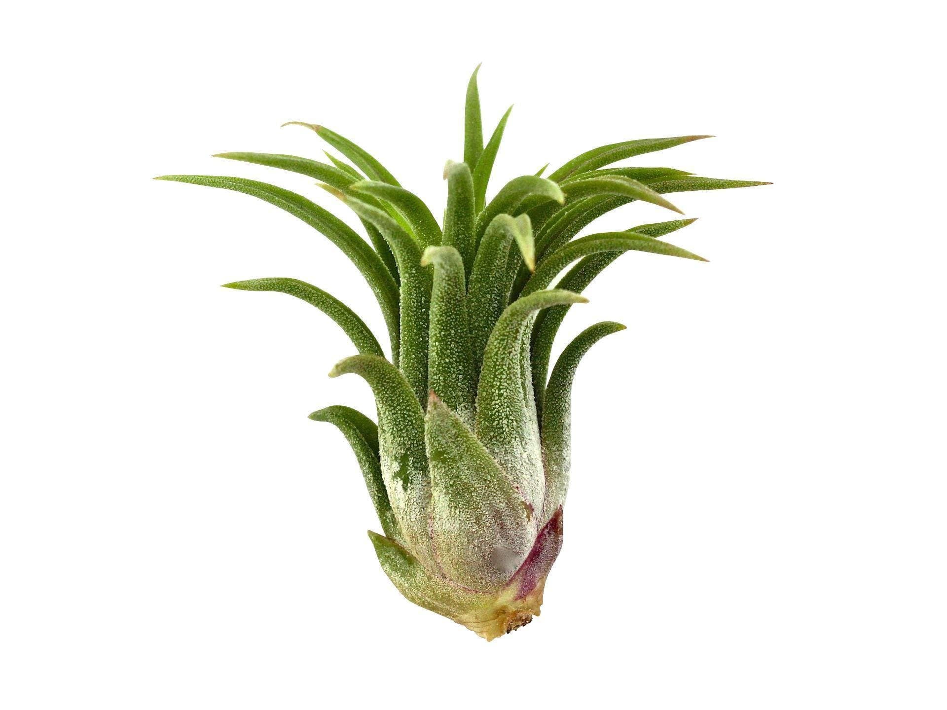 Ionantha-Mexican-Air-Plant.jpg