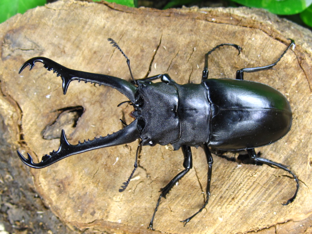 ギラファノコギリクワガタ販売/昆虫卸問屋アリスト | 外国産 昆虫