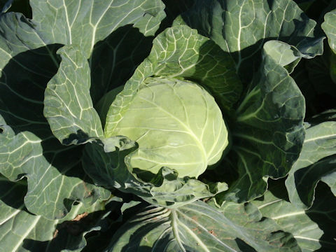 キャベツ (Brassica oleracea var. capitata)