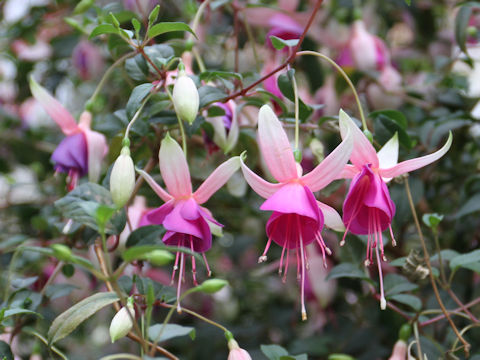 フクシア (Fuchsia hybrida)