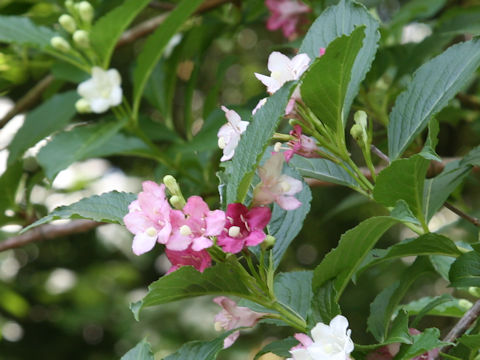 ハコネウツギ (Weigela coraeensis)