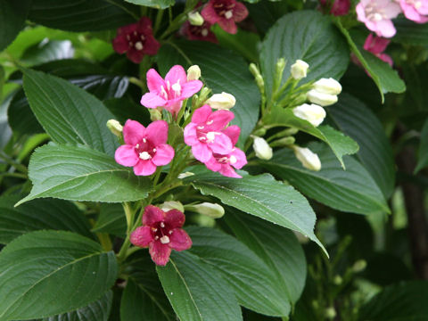 ハコネウツギ (Weigela coraeensis)
