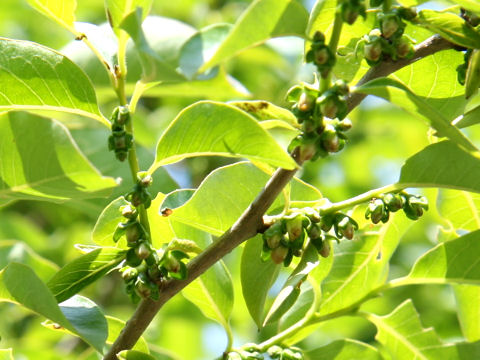 マメガキ (Diospyros lotus)