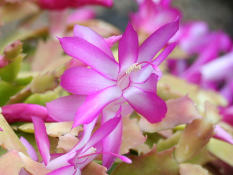 シャコバサボテン (Zygocactus hybrida)