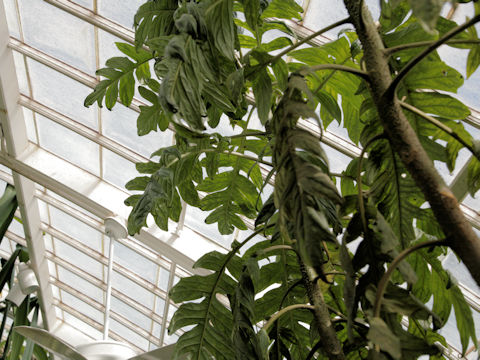 トレウェシア・パルマータ (Trevesia palmata)