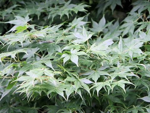 ヤマモミジ (Acer amoenum var. matsumurae)